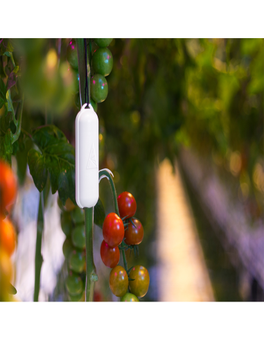 Capteur ARANET de température et d'humidité relative | TH-Industrie