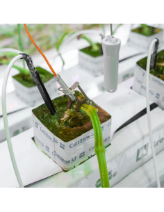 Capteur de micro-variations du diamètre des tiges Aranet | TH-Industrie 2