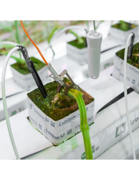 Capteur de micro-variations du diamètre des tiges Aranet | TH-Industrie